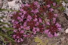 Thymus linearis